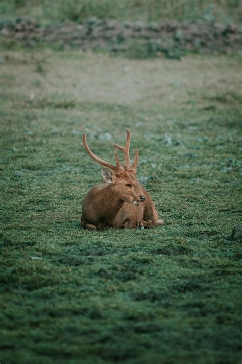Kaziranga National Park Photos, Download The BEST Free Kaziranga National Park Stock Photos & HD ...