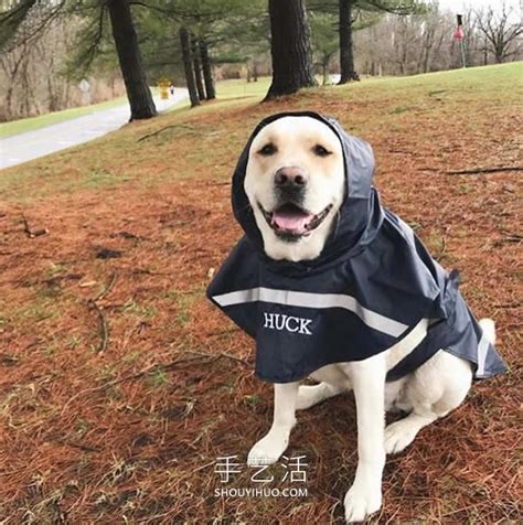 带什么礼物给狗狗最新素材