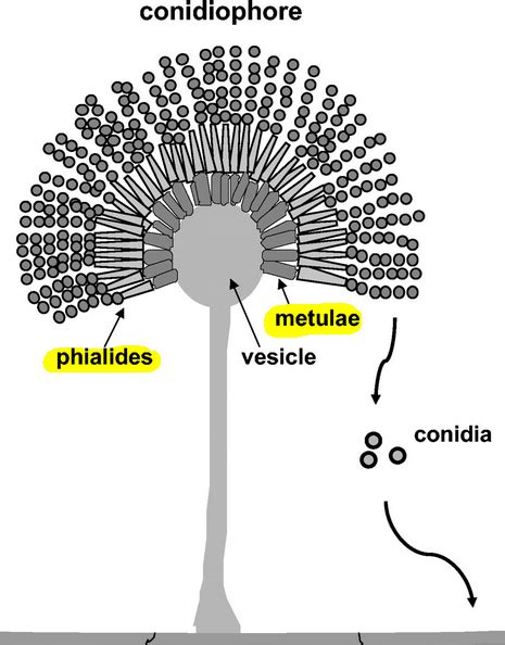 https://www.medical-labs.net/wp-content/uploads/2015/03/Difference-between-phialides-and-metulae.jpg