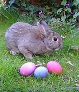 Image result for Bunny and Eggs Easter HD Images