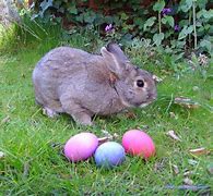 Image result for Happy Easter Bunny
