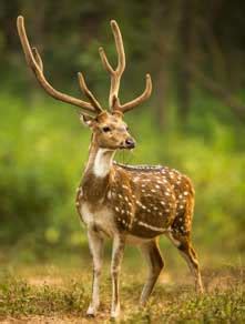 India Wildlife Tourism, India Wildlife Trip, India Wildlife Sanctuaries
