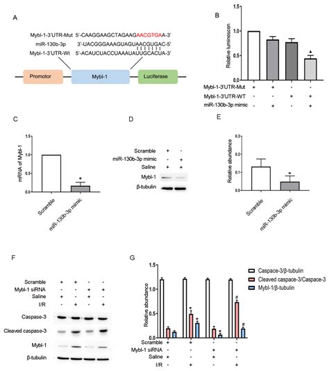 LncRNA ENSMUST00000171502 Induced by HIF-1α Ameliorates Ischemic Acute ...