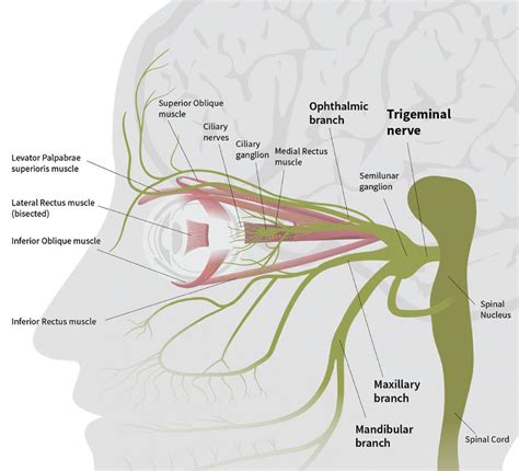 Research now suggests specialized lenses can help patients overcome symptoms of dysfunction of ...