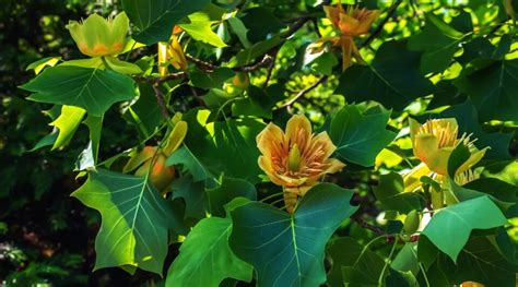 Image result for Tulip Tree CT