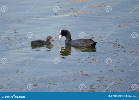 Common Coot Feeds Baby Bird Stock Image - Image of atra, waterfowl ...