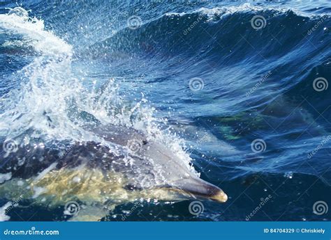 Dolphin in Blue Waters stock image. Image of swim, friendly - 84704329
