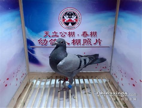 天津开创者国际赛鸽公棚（春棚）前十获奖鸽赏析
