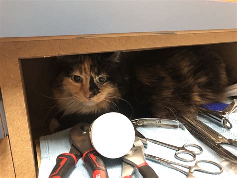 WESTBURY ANIMAL HOSPITAL - Houston TX - Hours, Directions, Reviews ...