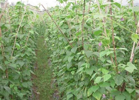 四季豆种植技术 - 农业百科