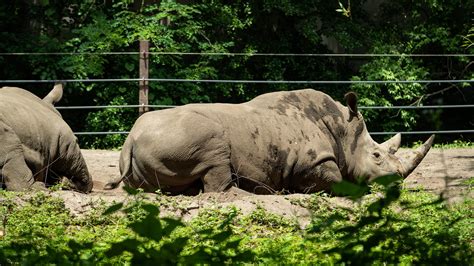 Wheelchair Rental Bronx Zoo at Lucile Hart blog