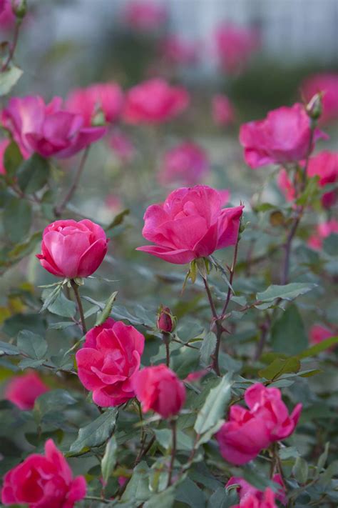 How To Grow And Care For 'Knock Out' Roses