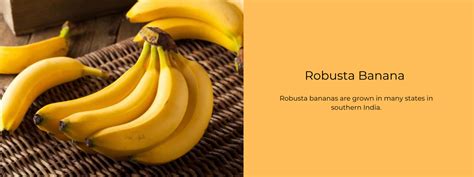 Robusta Banana - Health Benefits, Uses and Important Facts ...
