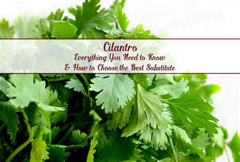 Cilantro: All About and How to Choose the Best Substitute