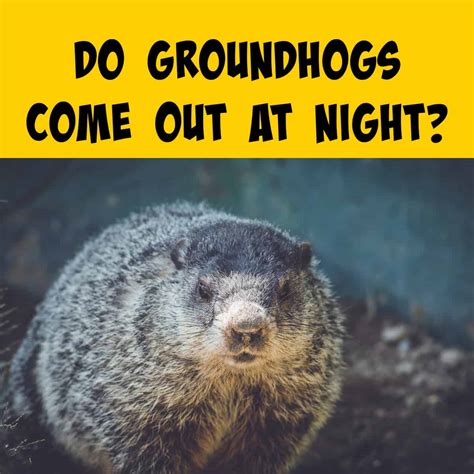 Do Groundhogs Come Out at Night? - Squirrels at the Feeder