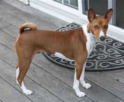 Everything About Your Basenji Luv My Dogs