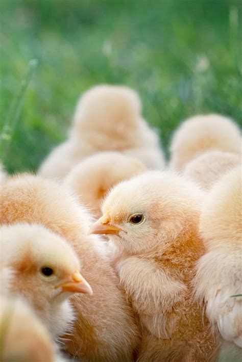 How to look after Baby Chicks – Beginner’s Guide