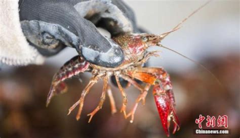 严重影响生态 日本讨论将小龙虾定为“特定外来生物”--日本频道--人民网
