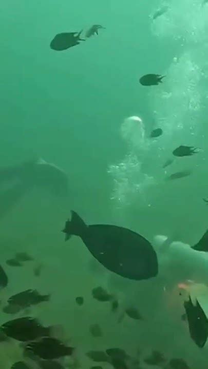 Fisheries 的图像结果