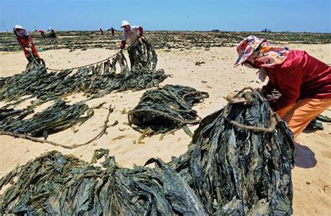 福建渔民抢收海带