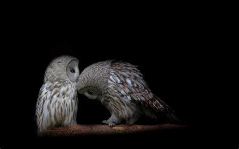 Download wallpaper 1680x1050 owl, couple, dark background, predators hd ...