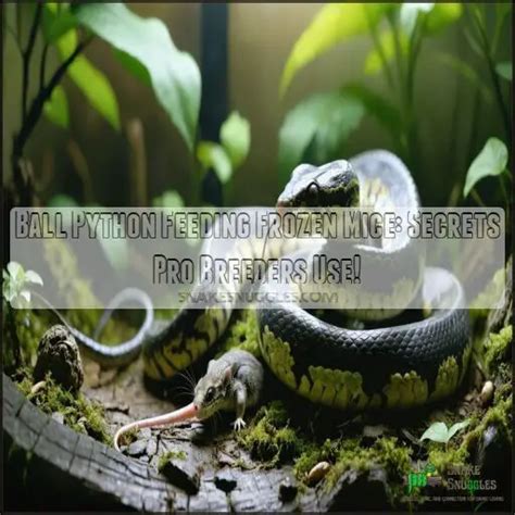 Feeding Baby Ball Python 的图像结果