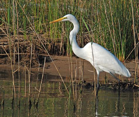 Great Egret – Holmen Birding Safaris