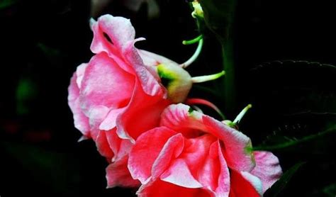 Image result for Norma Chaveta Polegadas