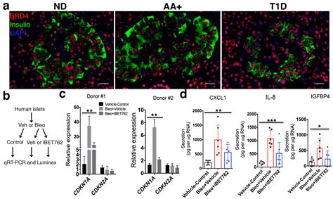 BET Proteins Are Required for Transcriptional Activation of the ...
