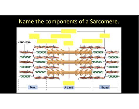 Sarcomere parts Quiz