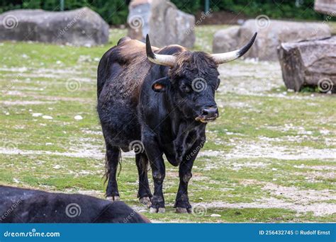 Heck Cattle, Bos Primigenius Taurus or Aurochs in a German Park Stock ...