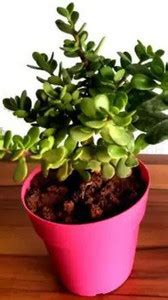 Cloud Farm Jade Plant Price in India - Buy Cloud Farm Jade Plant online ...