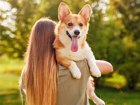 MrigAayuvets - Best Veterinary Clinic in Mumbai | Pet Care & Home Visits