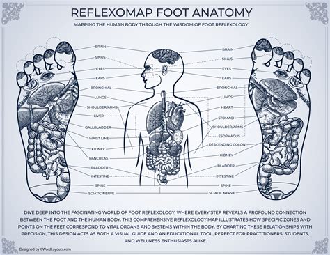 Printable Foot Reflexology Zones Chart - WordLayouts