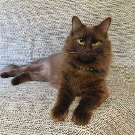 SAGE Centers for Veterinary Specialty and Emergency Care on LinkedIn ...