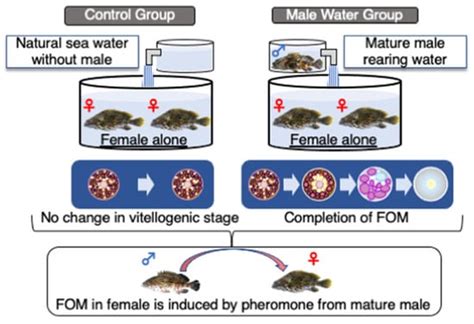 Endocrine Regulation of Maturation and Sex Change in Groupers
