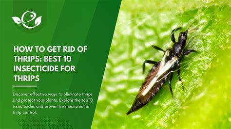 How to Get Rid of Thrips: Best 10 insecticide for thrips