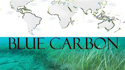 Blue Carbon- Concept and Importance