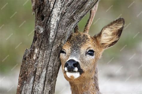 Premium Photo | Closeup portrait of a Siberian roe deer leaning on the ...