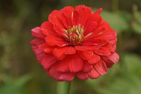 Image result for Red Program Code