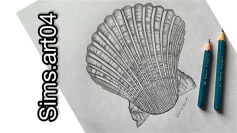 Image result for Shelldrawing