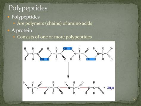 Image result for What Is Polypeptide