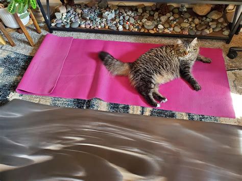 For all at home yogis that are cat owners, I present the decoy mat. Lol ...