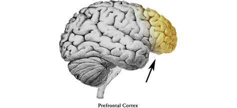 Image result for Prefrontal Cortex Located