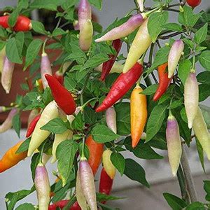 LushGreen Gardens Rare Hybrid Vegetable Seeds- Mixed Ornamental Chili ...