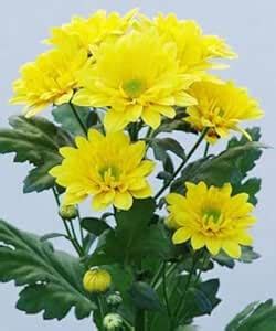 Aradhya Greenery Chandramallika Chrysanthemum Live Flowering Plant ...