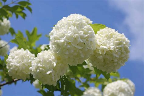 Snowball Bush Viburnum Plant Care | Plantly