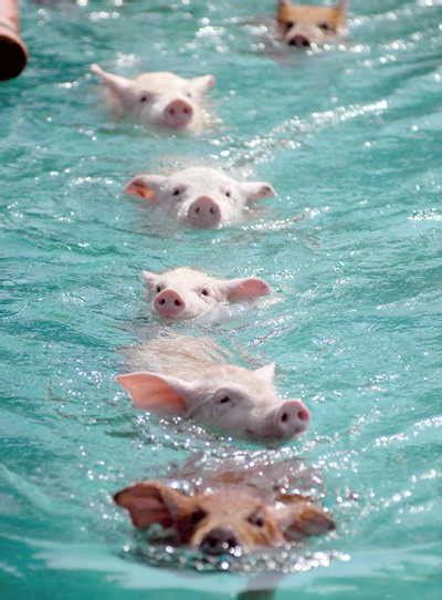 一般来说，猪会游泳吗？ - 知乎