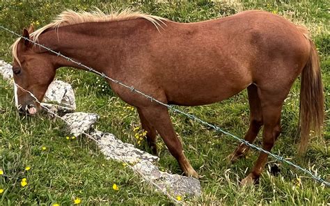 Chestnut Vs Sorrel Horses: Understanding The Distinction