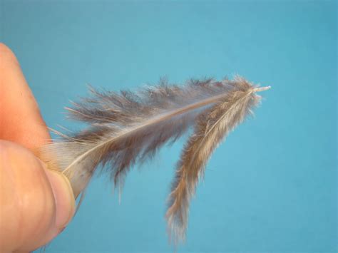 How To Preserve Feathers at Natasha Pruitt blog
